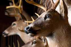 deer