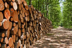 wood
