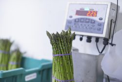 Asparagus