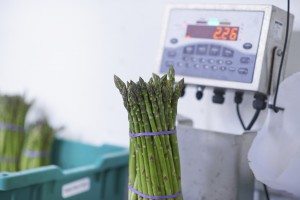 asparagus weight being tested