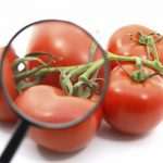 tomatoes being inspected